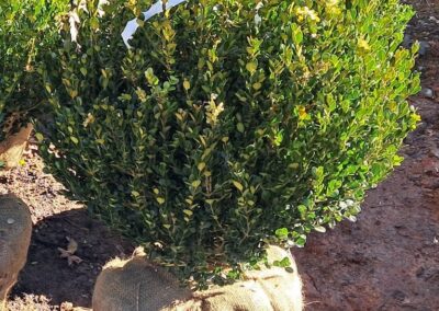 Boxwoods For Sale Atlanta Ga Wintergreen 24 20241212 111145