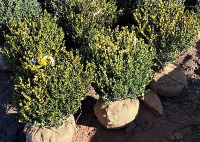Boxwoods For Sale Atlanta Ga Wintergreen 24 20241212 111801