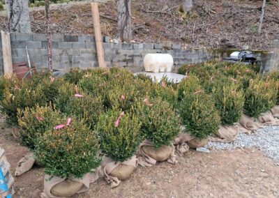 Boxwoods For Sale Atlanta Ga Wintergreen 24 20250101 122543