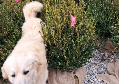 Boxwoods For Sale Atlanta Ga Wintergreen 24 20250101 122805