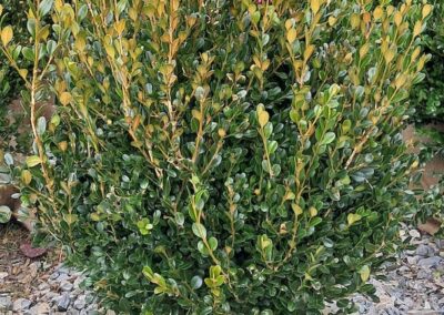 Boxwoods For Sale Atlanta Ga Wintergreen 24 20250101 122815