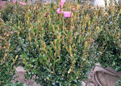 Boxwoods For Sale Atlanta Ga Wintergreen 24 20250101 122854