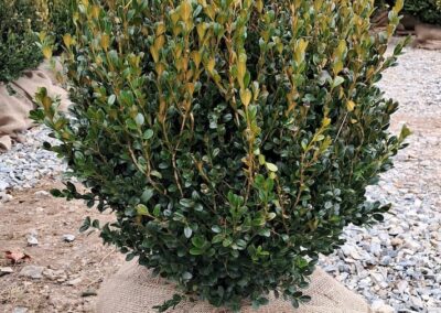 Boxwoods For Sale Atlanta Ga Wintergreen 24 20250101 122956