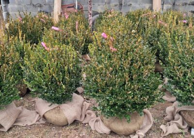 Boxwoods For Sale Atlanta Ga Wintergreen 24 20250101 123034