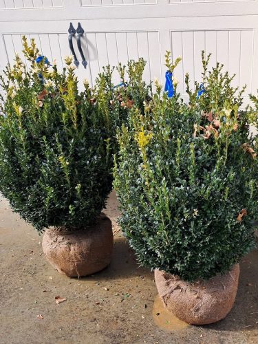 24 American Boxwoods For Sale Nashville TN