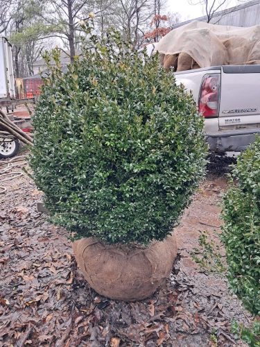 42 American Boxwood For Sale Nashville TN (1)