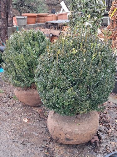 42 American Boxwood For Sale Nashville TN (2)