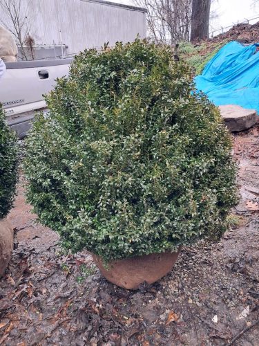 42 American Boxwood For Sale Nashville TN