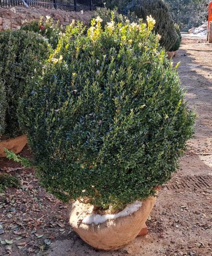 42x American Boxwood
