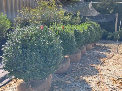 Big Boxwoods For Sale | Best Buxus Sempervirens 1