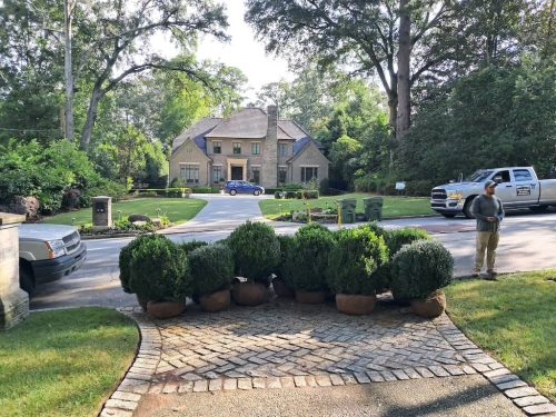 Big Boxwoods For Sale | Best Buxus Sempervirens 10