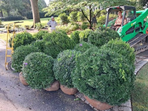 Big Boxwoods For Sale | Best Buxus Sempervirens 11