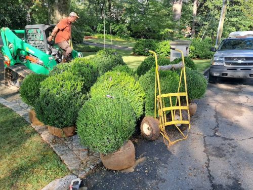Big Boxwoods For Sale | Best Buxus Sempervirens 12