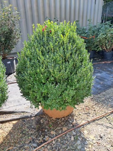 Big Boxwoods For Sale | Best Buxus Sempervirens 3