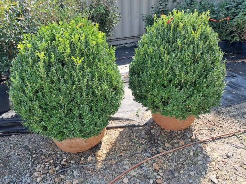 Big Boxwoods For Sale | Best Buxus Sempervirens 4