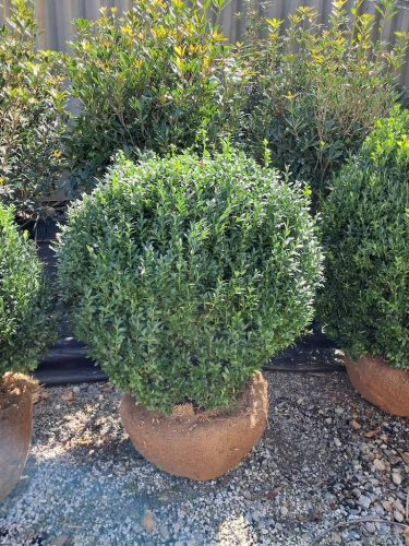 Big Boxwoods For Sale | Best Buxus Sempervirens 5