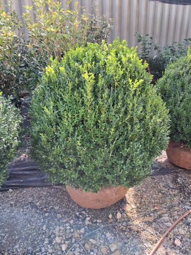 Big Boxwoods For Sale | Best Buxus Sempervirens 6