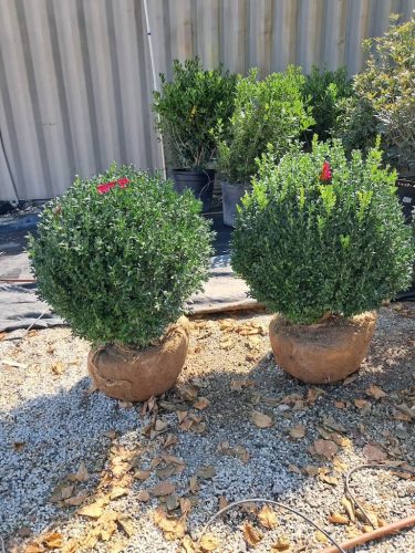 Big Boxwoods For Sale | Best Buxus Sempervirens 7