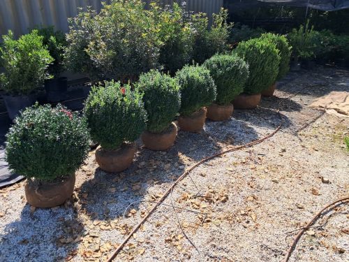 Big Boxwoods For Sale | Best Buxus Sempervirens 9