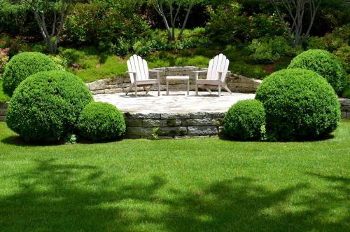Big Boxwoods For Sale Richmond Virginia | Buxus Sempervirens 5