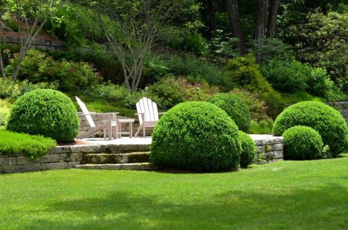 Big Boxwoods For Sale Richmond Virginia | Buxus Sempervirens 6