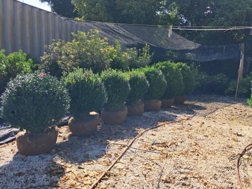 Big Boxwoods For Sale Richmond Virginia