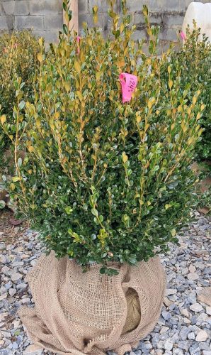 Big Boxwoods For Sale Near Dallas Texas