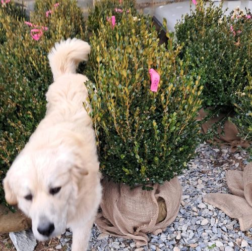 Big Boxwoods For Sale Near New York City New York