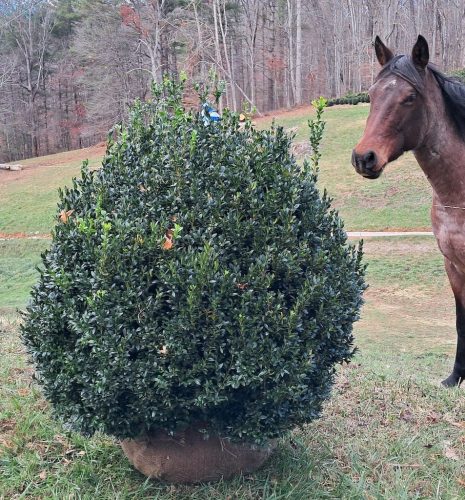 Big Boxwoods For Sale