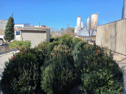 Boxwood Growers North Carolina 1