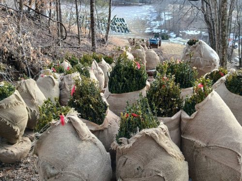 Boxwood Growers North Carolina 10