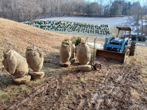 Boxwood Growers North Carolina 11
