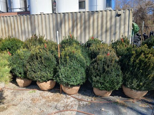 Boxwood Growers North Carolina 3