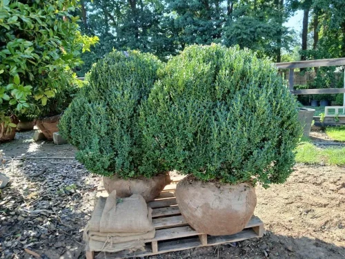 Boxwoods For Sale Knoxville TN At Delivery 7.15.26 2