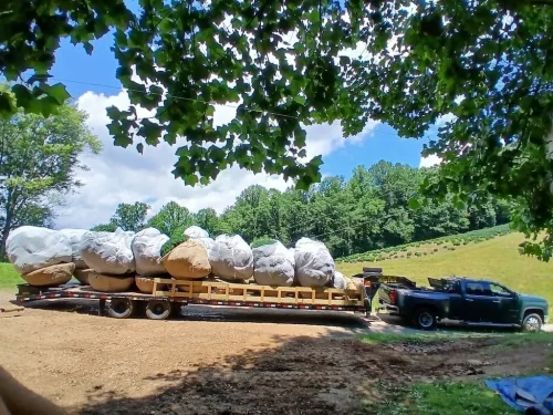 Boxwoods For Sale Knoxville TN On The Farm 7.15.26 4