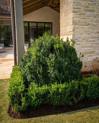 Boxwoods For Sale Knoxville Tn At The House 10 14 26 1