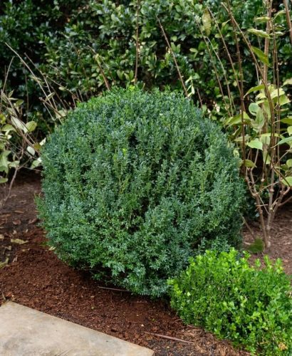 Boxwoods For Sale Knoxville Tn At The House 10 14 26 2