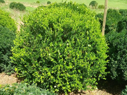 Boxwoods For Sale Knoxville Tn On The Farm 8.19.26 1
