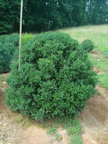 Boxwoods For Sale Knoxville Tn On The Farm 8.19.26 2