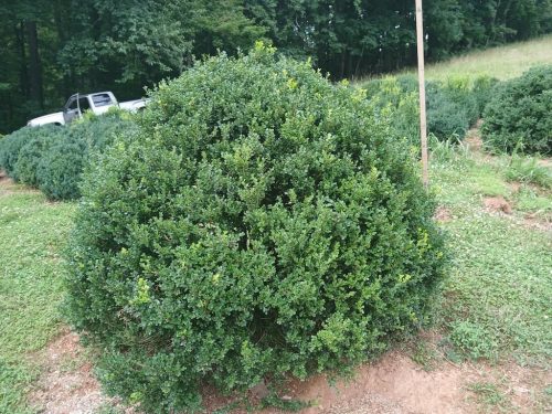 Boxwoods For Sale Knoxville Tn On The Farm 8.19.26 3