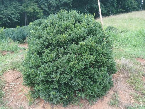 Boxwoods For Sale Knoxville Tn On The Farm 8.19.26 4