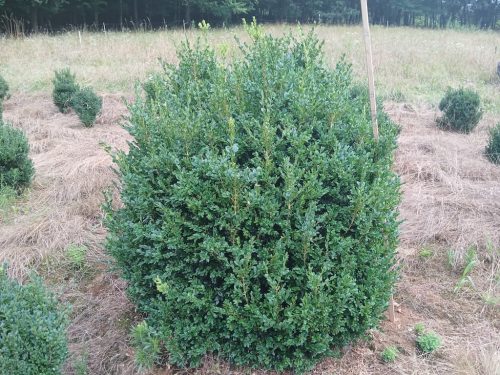 Boxwoods For Sale Knoxville Tn On The Farm 8.19.26 5