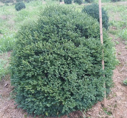 Boxwoods For Sale Knoxville Tn On The Farm 8.19.26 6