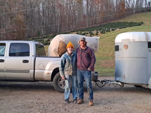 Boxwoods For Sale Lexington, KY Buxus Sempervirens Are The Best