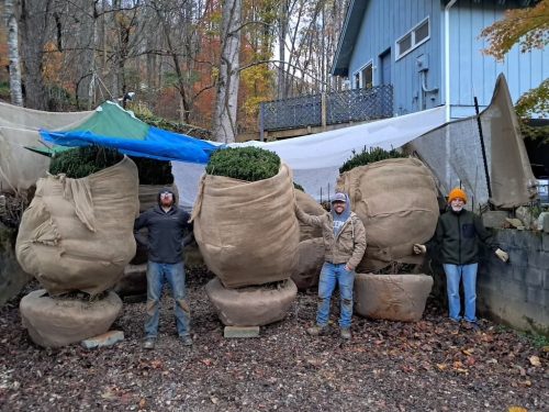 Boxwoods For Sale Lexington, KY Buxus Sempervirens Are The Best 10