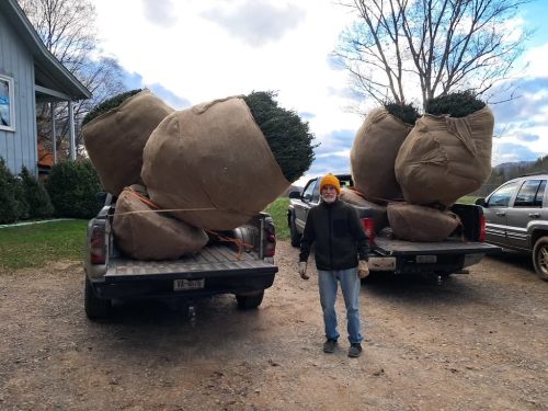 Boxwoods For Sale Lexington, KY Buxus Sempervirens Are The Best 11