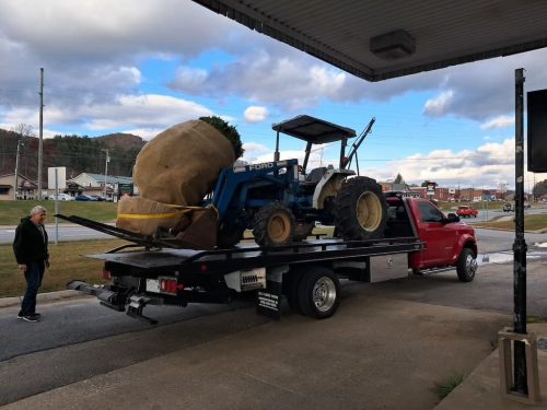 Boxwoods For Sale Lexington, KY Buxus Sempervirens Are The Best 12