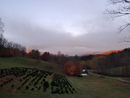 Boxwoods For Sale Lexington, KY Buxus Sempervirens Are The Best 13