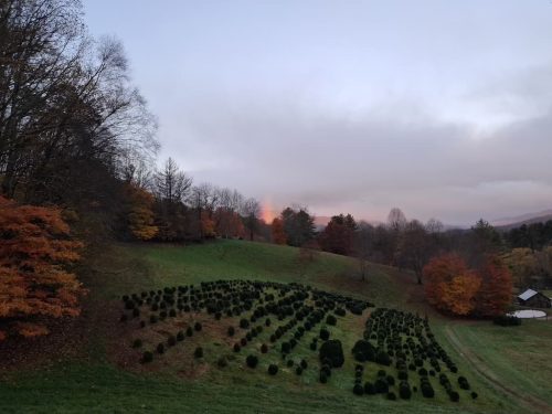 Boxwoods For Sale Lexington, KY Buxus Sempervirens Are The Best 14