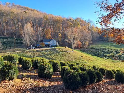 Boxwoods For Sale Lexington, KY Buxus Sempervirens Are The Best 6